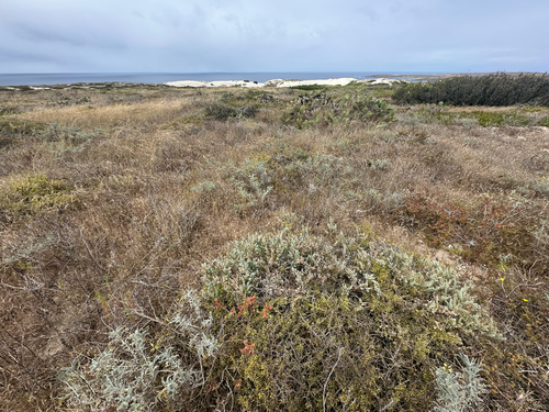 Extriplex californica, photograph 4