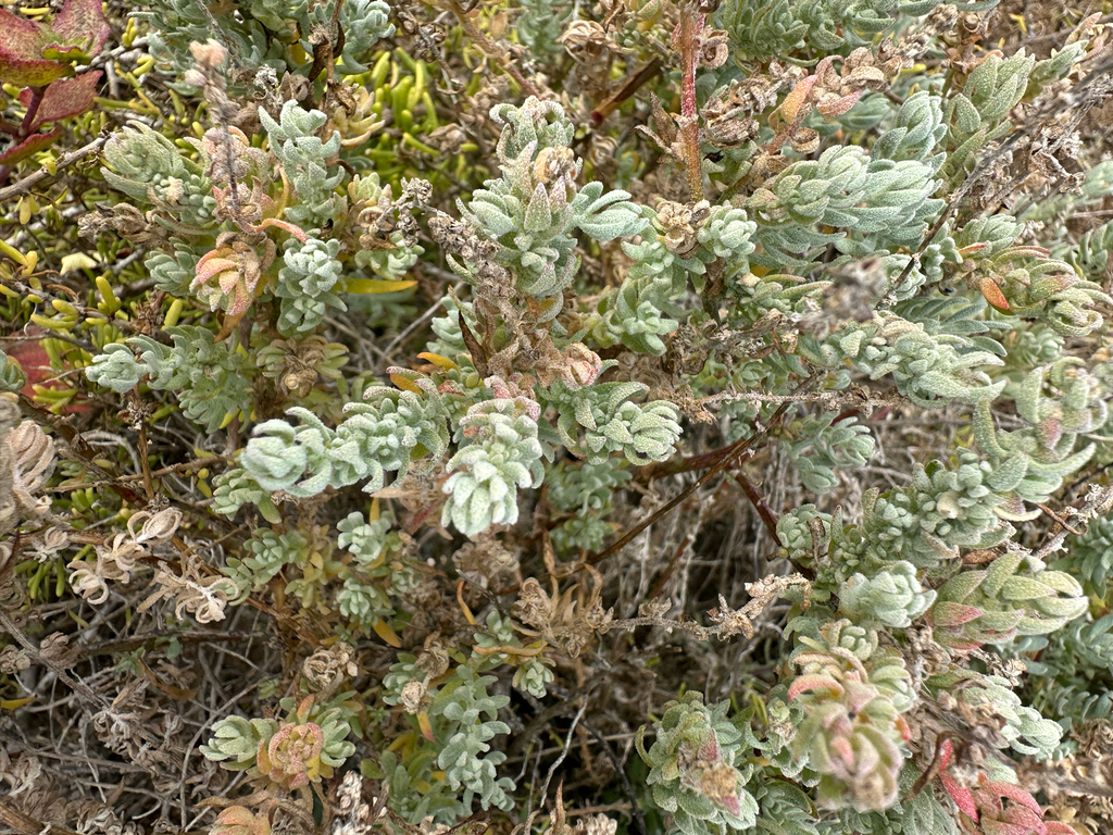 Extriplex californica; photograph (c) Melanie J. Davis, some rights reserved (CC BY)