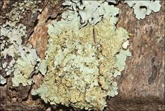 Flavoparmelia rutidota