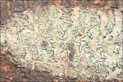 Halegrapha mucronata