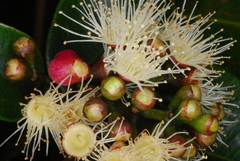 Syzygium comorense
