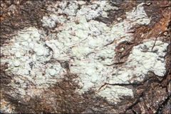 Pertusaria pertractata