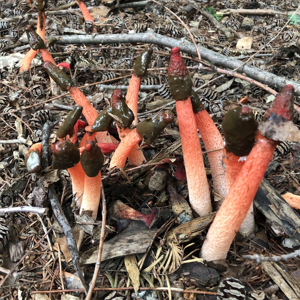 Wrinkly Stinkhorn · May 2026 · photo: Photo: (c) Andrew Conboy, some rights reserved (CC BY) · iNaturalist