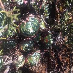 Echeveria secunda