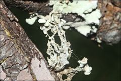 Ramalina inflata