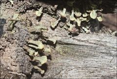 Thysanothecium scutellatum