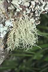 Usnea inermis