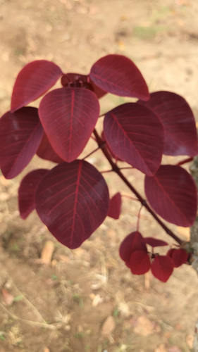 Mexican shrubby spurge