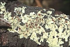 Flavoparmelia rutidota