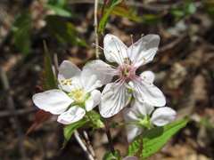 Prunus ishidoyana