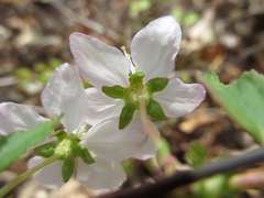 Prunus ishidoyana