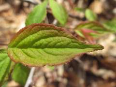 Prunus ishidoyana