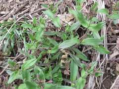 Cerastium holosteoides