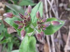 Cerastium holosteoides