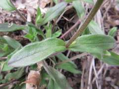 Cerastium holosteoides