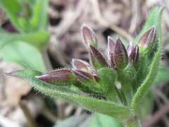 Cerastium holosteoides