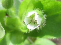 Cerastium holosteoides