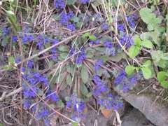 Ajuga decumbens