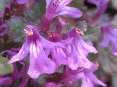 Ajuga decumbens