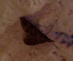 Dolicharthria bruguieralis