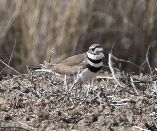 Killdeer
