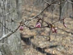 Lonicera praeflorens