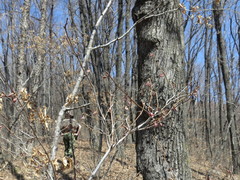 Lonicera praeflorens