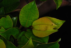 Syzygium comorense