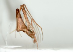 Rhomphaea urquharti