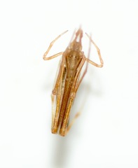 Rhomphaea urquharti