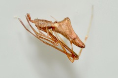 Rhomphaea urquharti