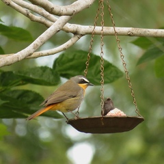 Cossypha caffra caffra