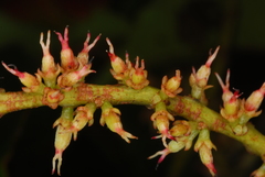 Weinmannia comorensis