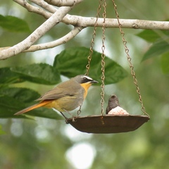 Cossypha caffra caffra