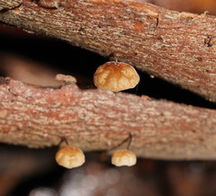 Marasmius alveolaris