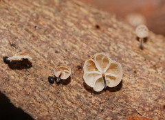 Marasmius alveolaris