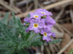 Heliotropium amplexicaule image