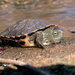 Saharan Pond Turtle - Photo (c) Roberto Sindaco, some rights reserved (CC BY-NC-SA), uploaded by Roberto Sindaco