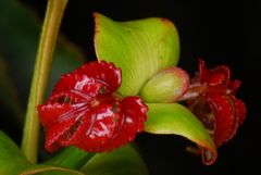 Weinmannia comorensis