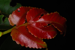 Weinmannia comorensis