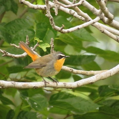 Cossypha caffra caffra