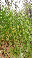 Draba muralis