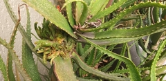 Aceria aloinis