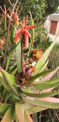 Aceria aloinis