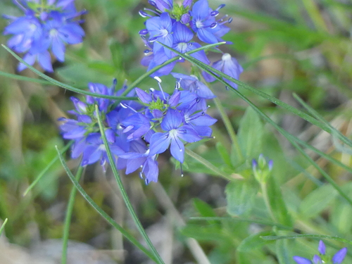 Veronica satureiifolia, photograph 6