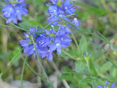 Veronica satureiifolia, photograph (c) DDutrey, some rights reserved (CC BY)