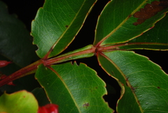 Weinmannia comorensis