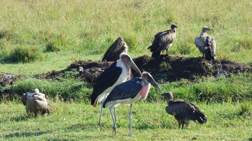iNaturalist image