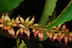 Weinmannia comorensis