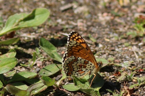 Glanville Fritillary